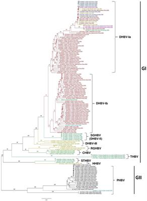 Genetic diversity and phylogeographic dynamics of avihepadnavirus: a comprehensive full-length genomic view